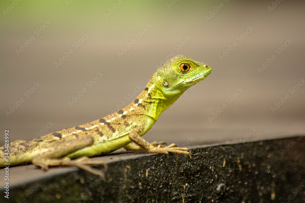 CRÍA DE IGUANA CRÍA DE IGUANA