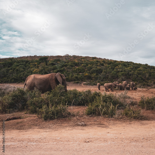 Photography elephants in the savannah