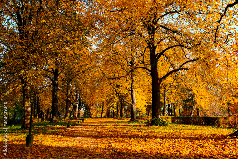 Zamość park jesienią