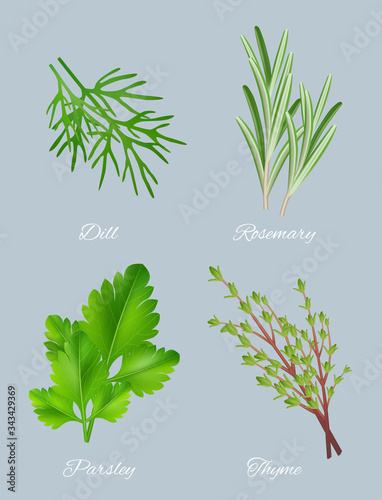 Green herbs. Realistic species for culinary medical plants food aromatic ingredients healthy leaves vector template. Illustration herb ingredient dill and parsley