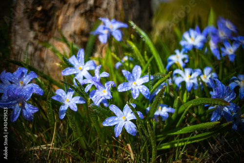 Closeup of blooming blue scilla luciliae flowers with raindrops in sunny day. First spring bulbous plants. Selective focus with bokeh effect.