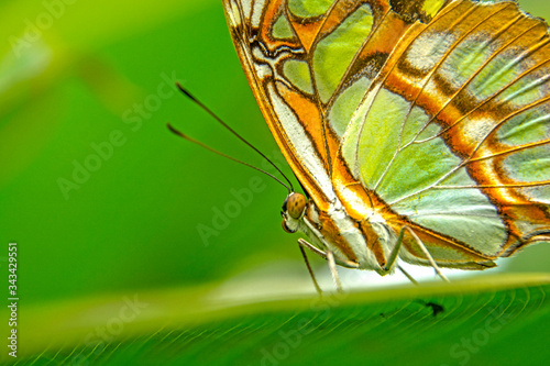MARIPOSA CAMUFLADA EN HOJA 1