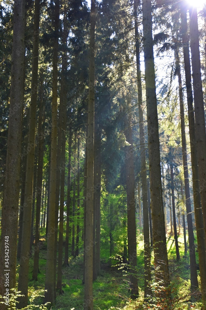 Sunbeams amongst trunks in the woods Sunbeams amongst trunks in the woods