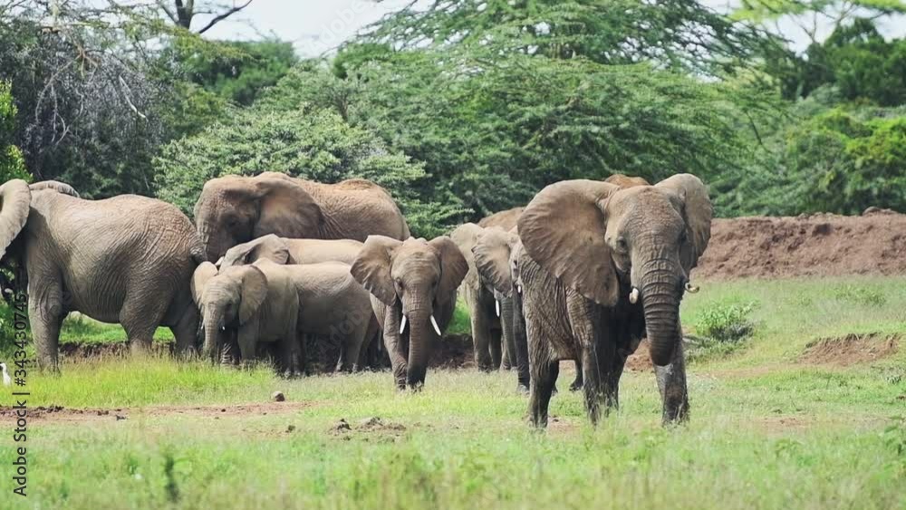 Wild male elephant protecting females and babies, in a grassland near the bush, Kenya, Africa Wild male elephant protecting females and babies, in a grassland near the bush, Kenya, Africa