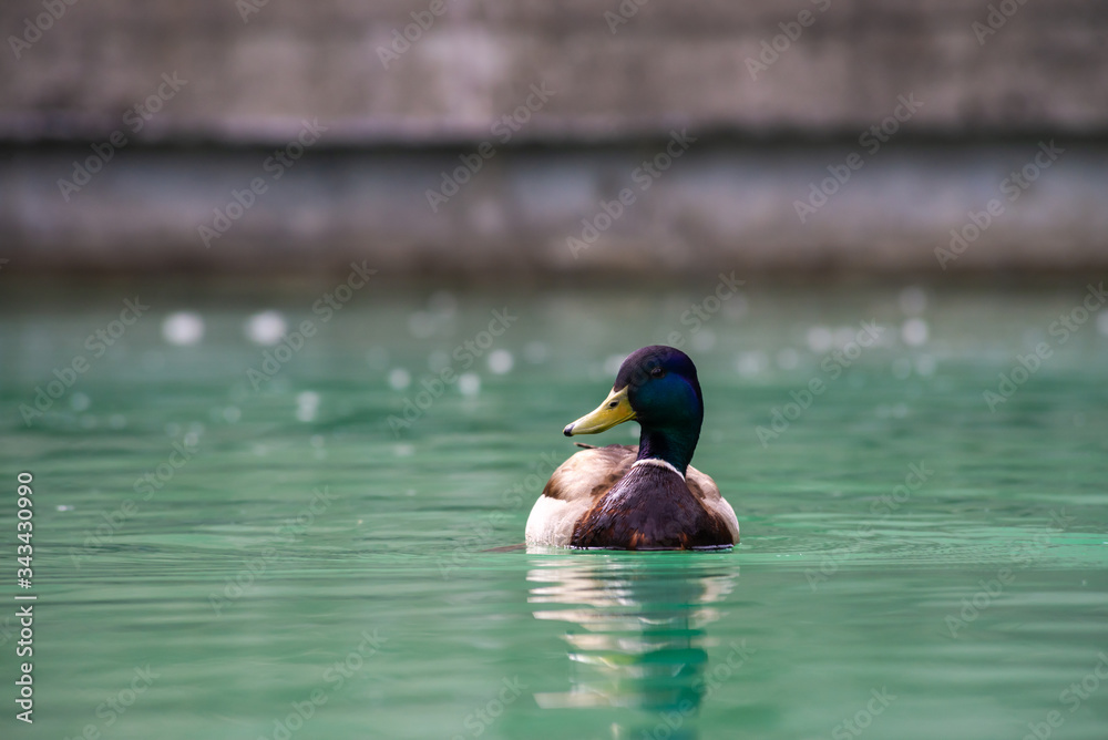 Obraz premium Young male duck sweeming on nice turquoise water