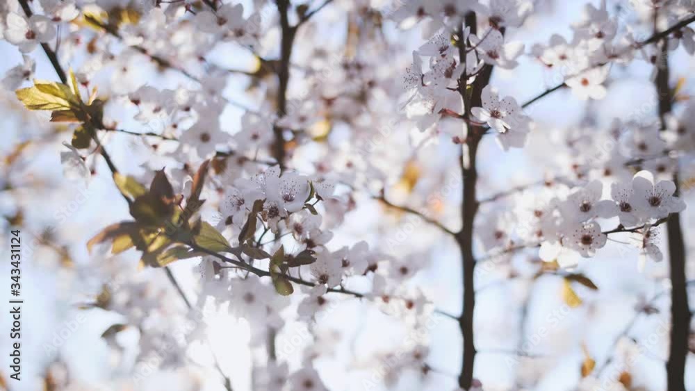 Closeup view 4k video of beautiful fresh white small flowers of spring trees growing in sunny park outdoor. Scenic delicate blossom of springtime. Closeup view 4k video of beautiful fresh white small flowers of spring trees growing in sunny park outdoor. Scenic delicate blossom of springtime.