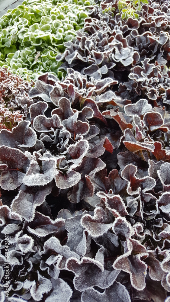 Fototapeta premium frosty lettuce on a organic farm in the fall
