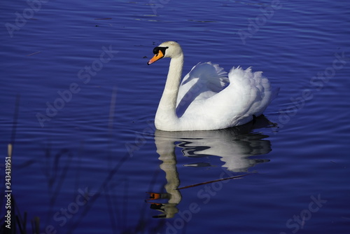 Mute Swan swimming in the lake