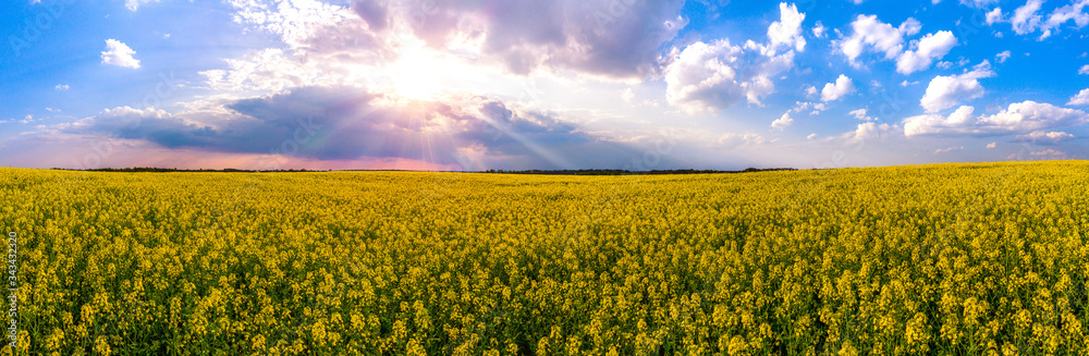 Blühendes Rapsfeld im Frühling bei Sonnenuntergang in Ratingen