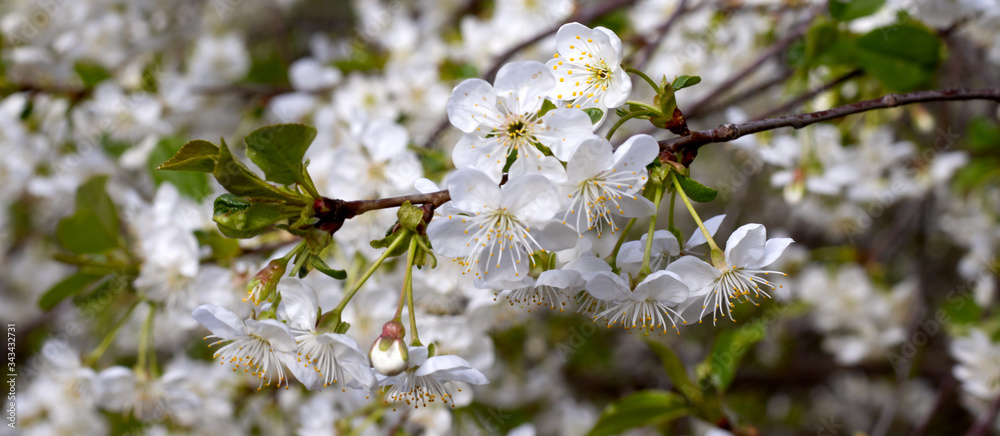 image of beautiful flowering trees in spring park image of beautiful flowering trees in spring park