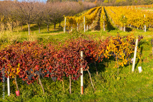 Autumn vineyards in Blatnice pod Svatym Antoninkem, Southern Moravia, Czech Republic photo