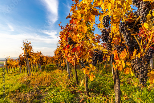 Autumn vineyards in Blatnice pod Svatym Antoninkem, Southern Moravia, Czech Republic