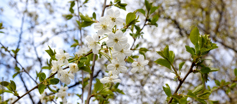 image of beautiful flowering trees in spring park