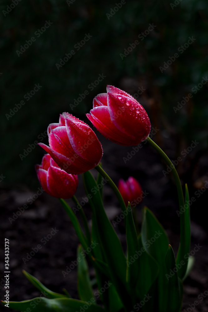 red tulip in water