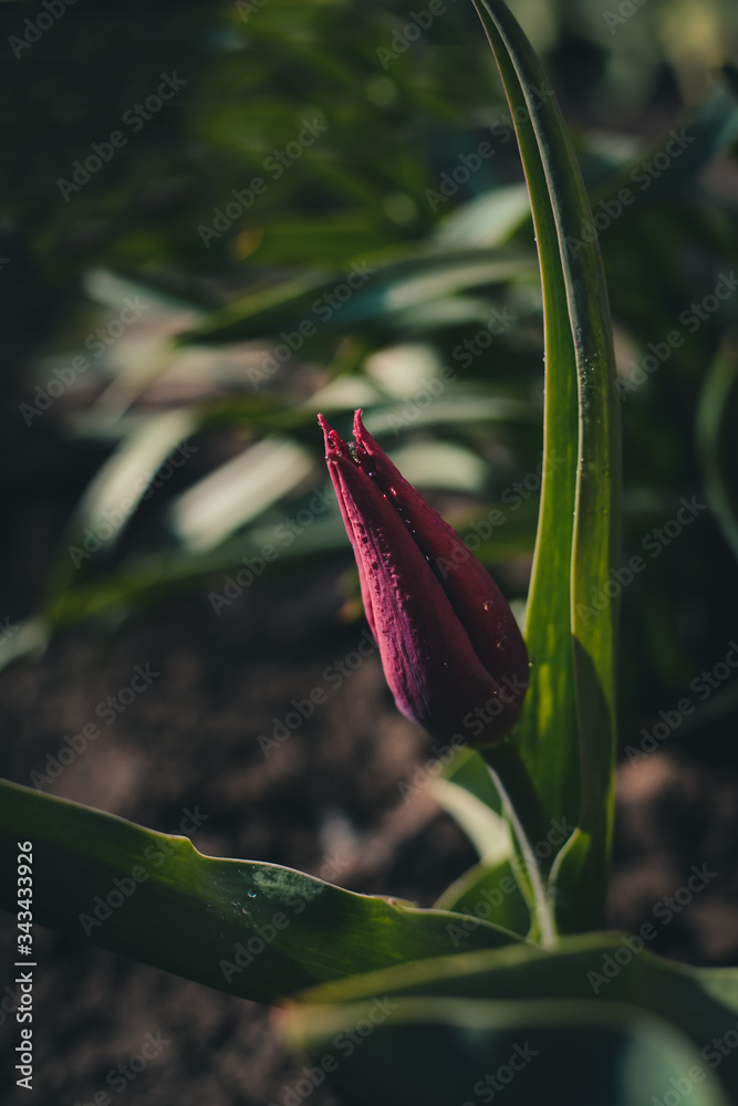 purple tulip drops on a flower