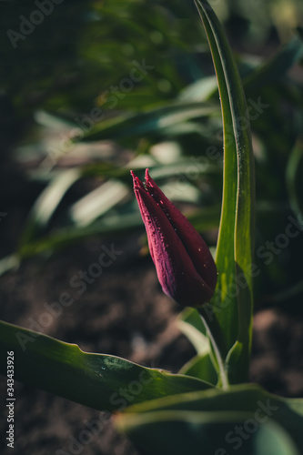 purple tulip drops on a flower 