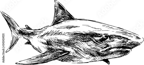 Hand sketch of a shark. Vector illustration