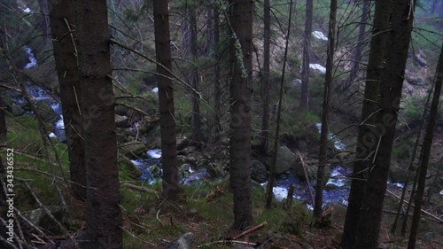 Stream in the mountain woods