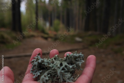 Lichen on the hand