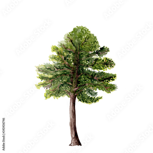 Isolated watercolor illustration of forest tree