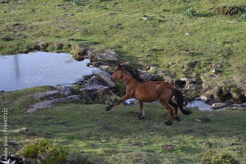 wild horse runnning