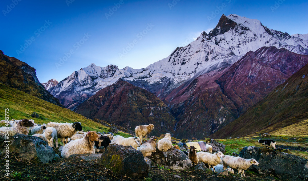 Φωτογραφία A herd of sheep and mountain goats resting at Annapurna Base Camp in Nepal with Machhapuchhre or fishtail mountain peak in background