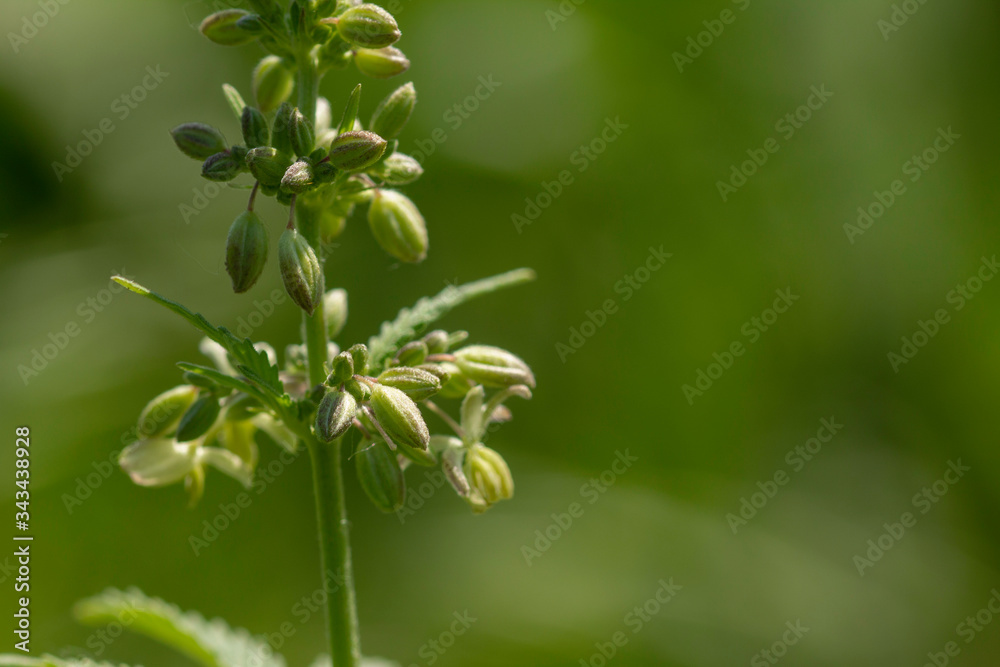 Seeds on cannabis bush, close up . Cultivation of cannabis concept Seeds on cannabis bush, close up . Cultivation of cannabis concept