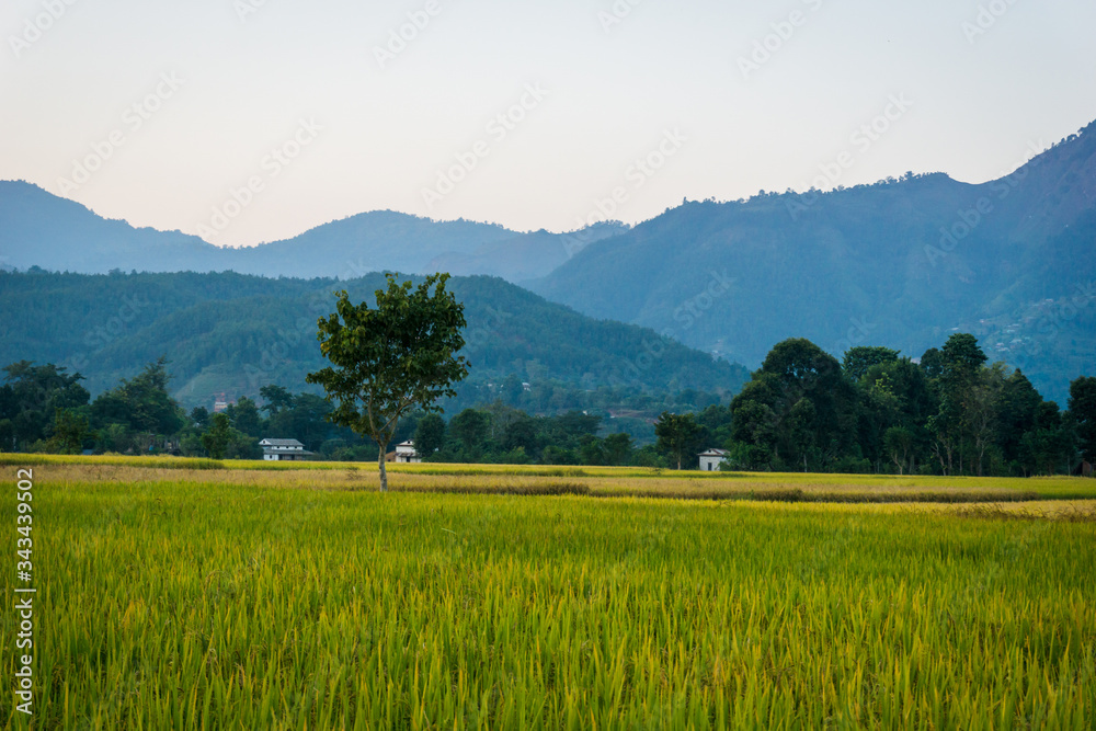 Rice cultivation in paddy fields of Rampur Valley in Palpa, Nepal. Nepali houses, hills and valley.