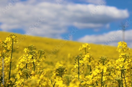 rape field in spring, sky, flower, landscape, agriculture, nature, spring, blue, rapeseed, canola, summer, meadow, flowers, plant, clouds, farm, green, crop, cloud, oilseed, rural, sun, countryside, 