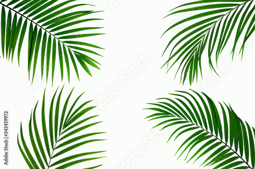 leaves of coconut isolated on white background for design elements, tropical leaf, summer background