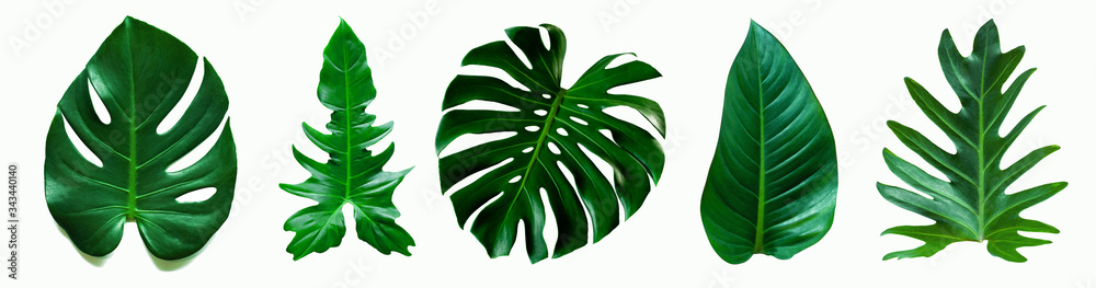 set of green monstera palm and tropical plant leaf on  white background for design elements, Flat lay - obrazy, fototapety, plakaty 