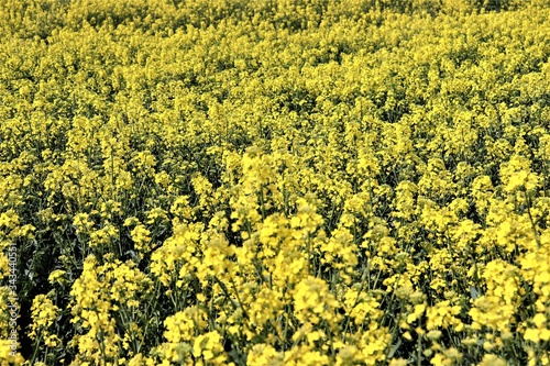 field of yellow flowers, yellow, agriculture, nature, landscape, flower, sky, spring, rapeseed, flowers, plant, canola, countryside, blue, summer, oilseed, meadow, farm, crop, rural, oil, green, 