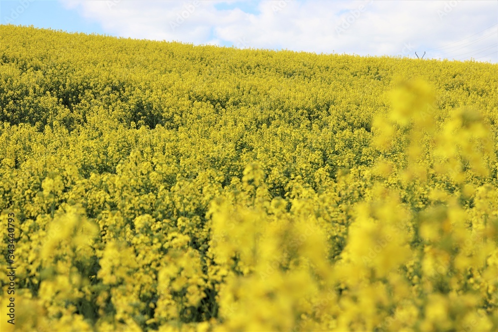 field of yellow flowers, flower, pink, rose, blossom, garden, nature, plant, spring, bloom, green, flowers, tree, floral, beauty, flora, red, summer, leaf, beautiful, white, color, petal, macro, bud, field of yellow flowers, flower, pink, rose, blossom, garden, nature, plant, spring, bloom, green, flowers, tree, floral, beauty, flora, red, summer, leaf, beautiful, white, color, petal, macro, bud,
