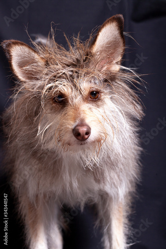 Fototapeta Naklejka Na Ścianę i Meble -  Cute shaggy fluffy dog portrait on a black background
