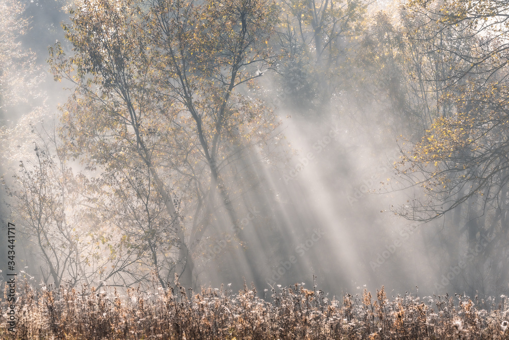 Airy Autumn Landscape In Pastel Colors With Grass And Cobwebs. The Rays Of The Sun Pass Through The Morning Fog. Perfect Misty Sunrise In The Forest