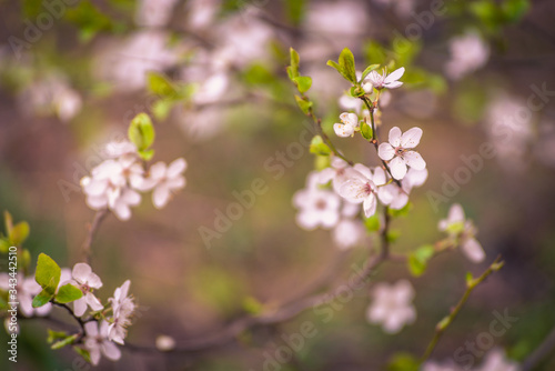 blooming cherry tree