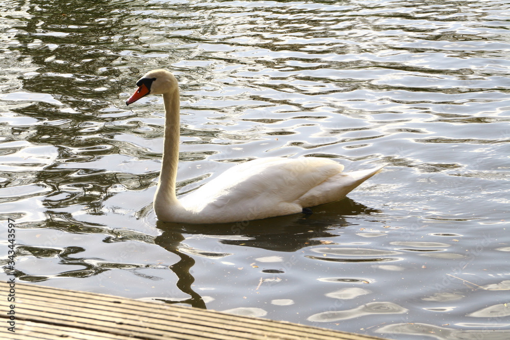Fototapeta premium white swan swims in a pond