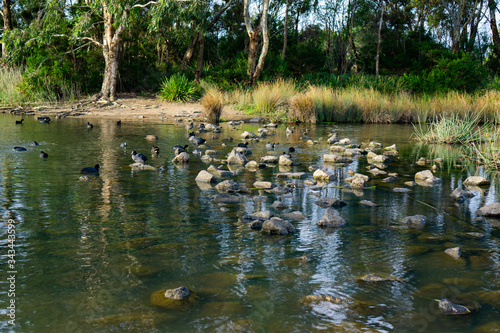 Group of ducks and birds on stones in river