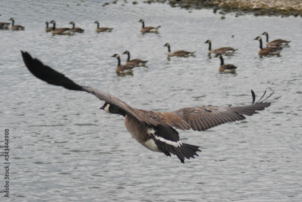 Naklejka premium Canada Geese