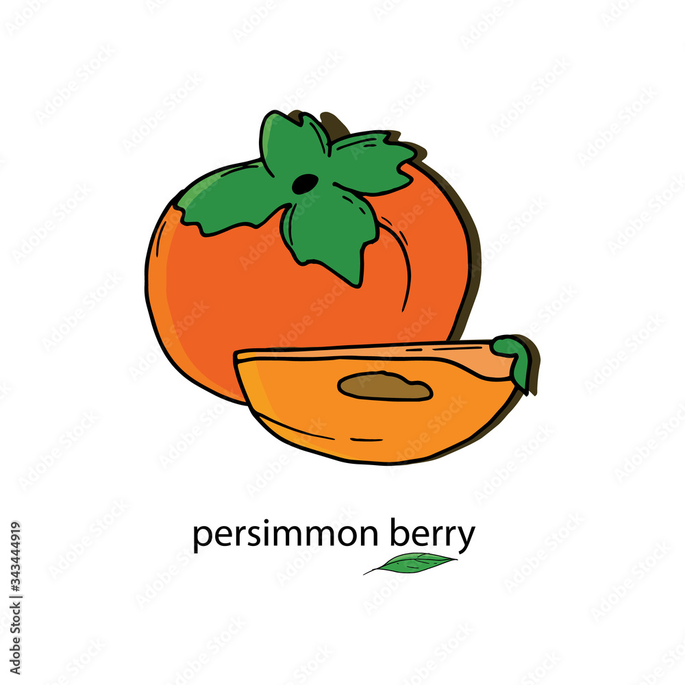 Persimmon berry in its entirety and its part. Persimmon doodle of exotic asian berry. Fresh cartoon persimmon isolated on white background. Juice or jam. Persimmon berry in its entirety and its part. Persimmon doodle of exotic asian berry. Fresh cartoon persimmon isolated on white background. Juice or jam.