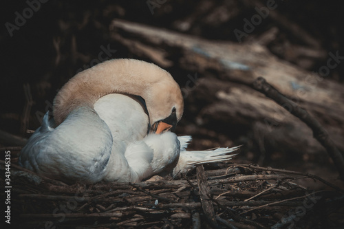 swan sits in the nest