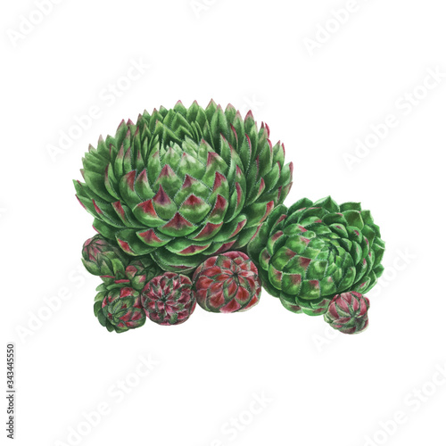 Watercolor Succulent Painting. Green plant isolated on white background, Sempervivum botanical illustration