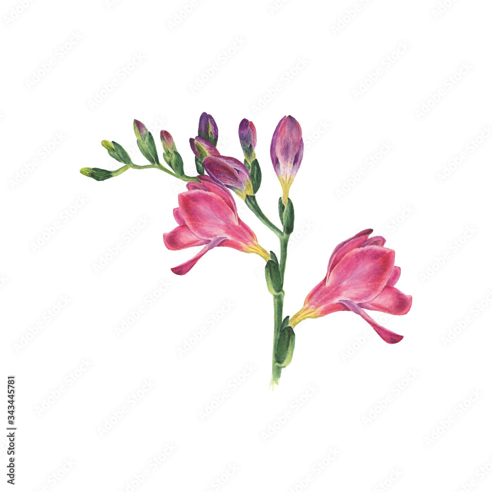 Botanical watercolor vector illustration of freesia on white background. Could be used web design, polygraphy or textile