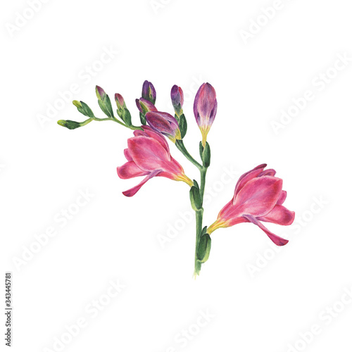 Botanical watercolor vector illustration of freesia on white background. Could be used web design  polygraphy or textile