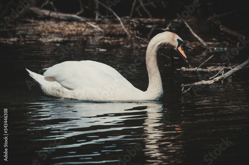 Fototapeta Naklejka Na Ścianę i Meble -  swan swims in the lake