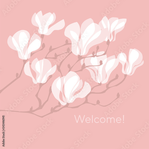 White tender magnolia flowe...
