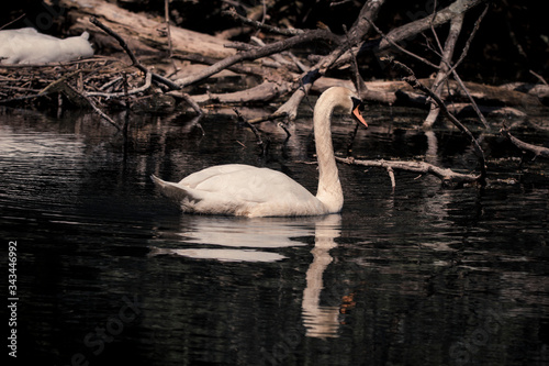 swan swims in the lake