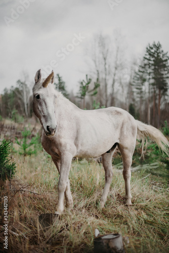 the unicorn © Кристина Кукина