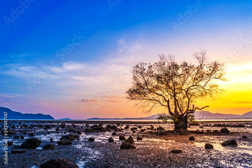 Sea sunset or sunrise with tree and colorful of sky and cloud in twilight