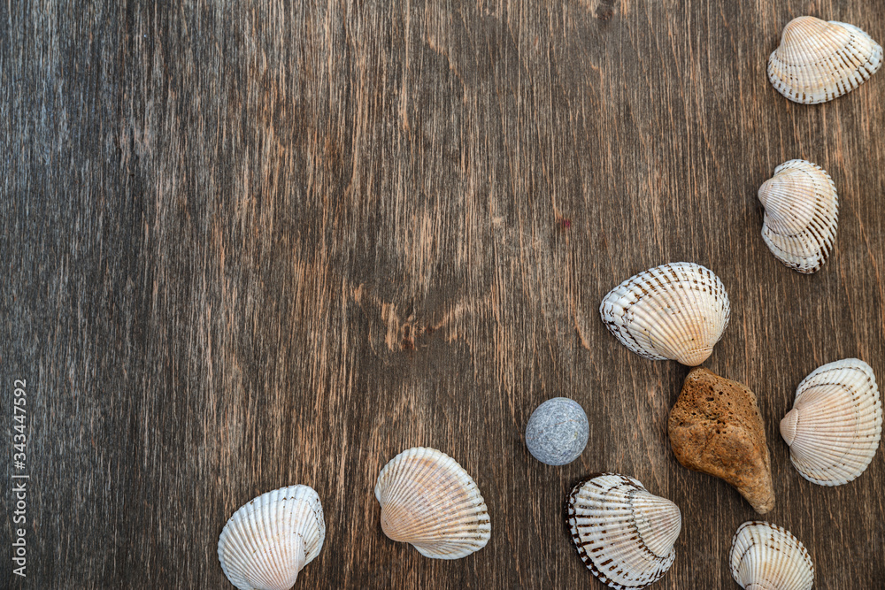 seashells on a wooden background, there is a place for text